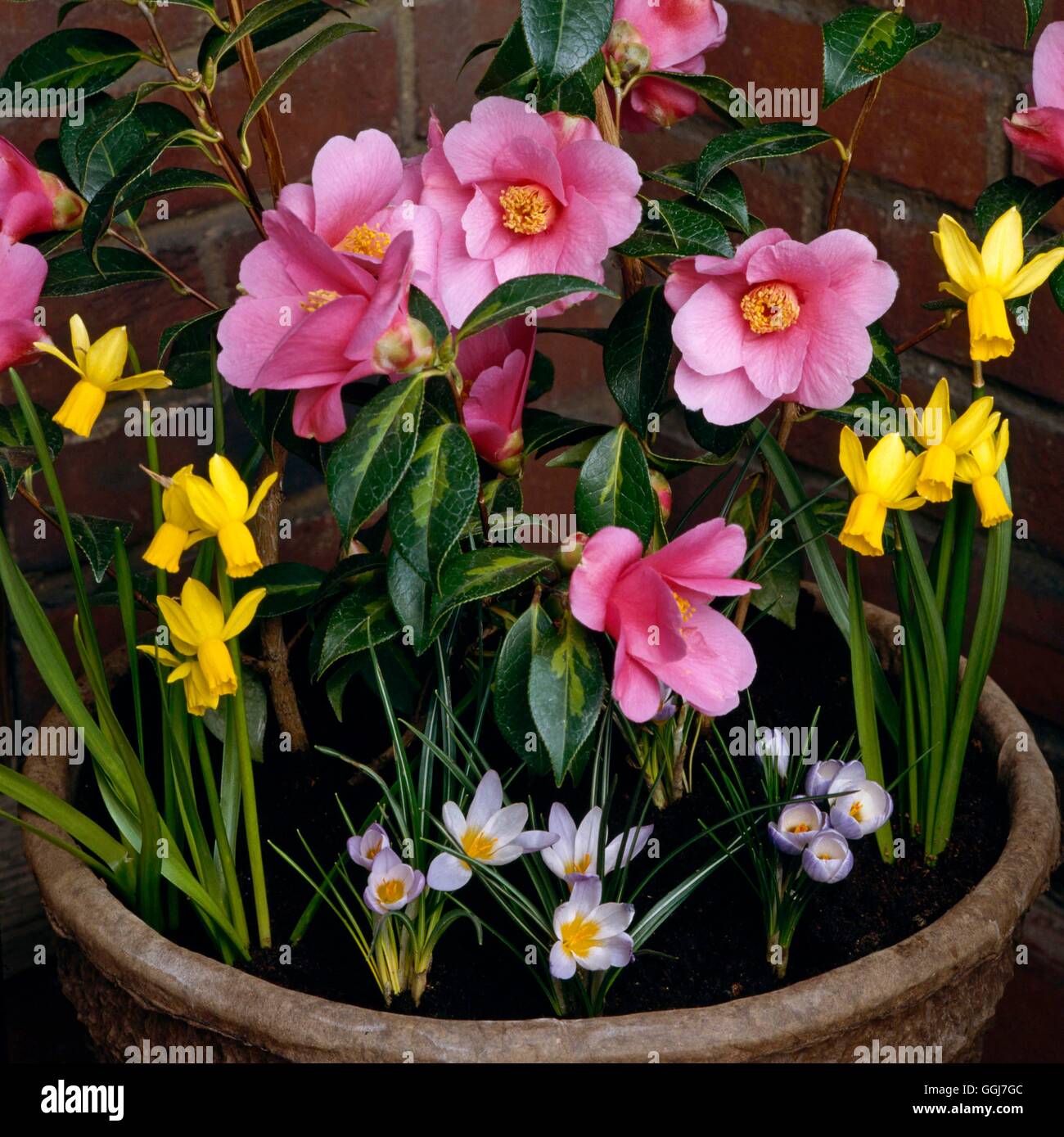 Container - Camellia - planted with C. x williamsii `Golden Spangles' underplanted with small bulbs.   CTR008673  Comp Stock Photo